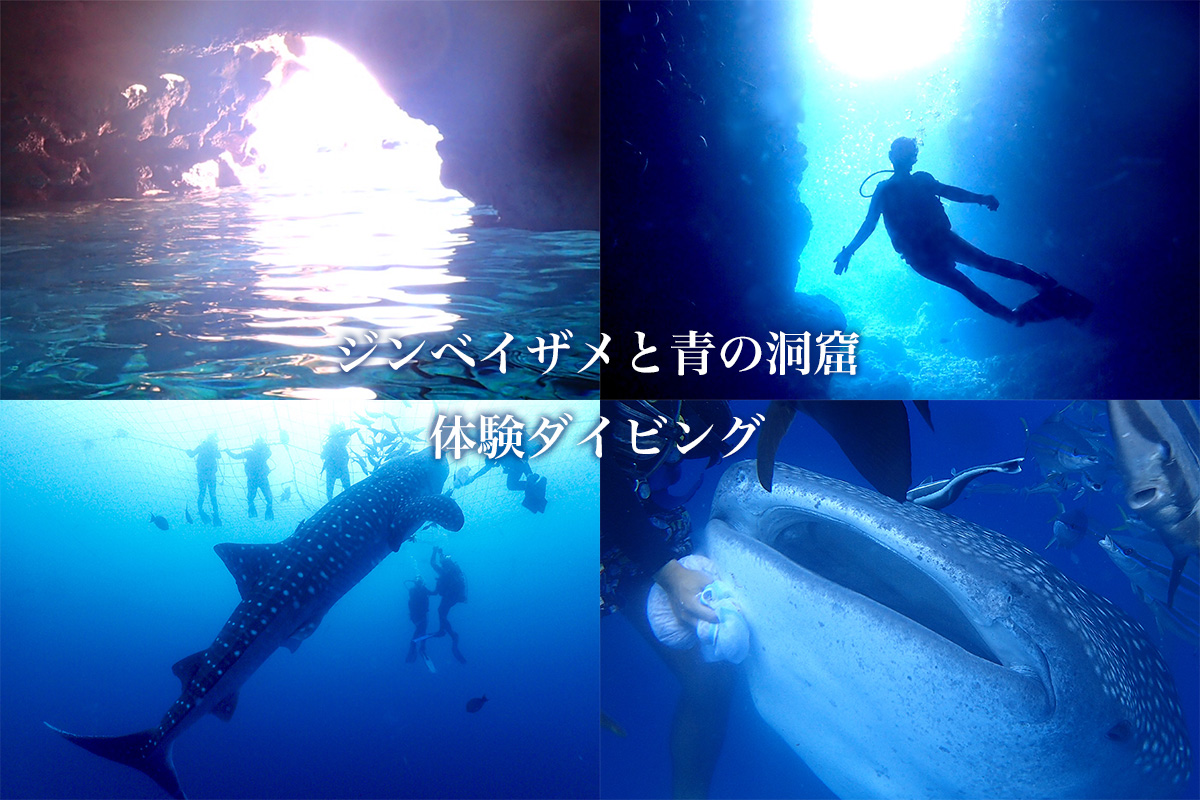 ジンベイザメと青の洞窟 体験ダイビング
