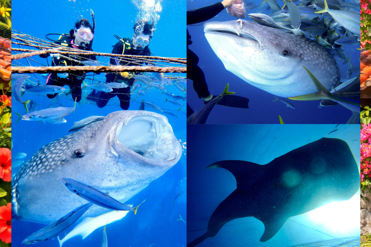 ジンベイザメ 1ボート ファンダイビング